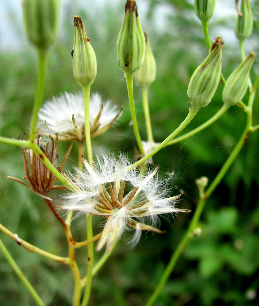 Image of Crepis pulchra specimen.