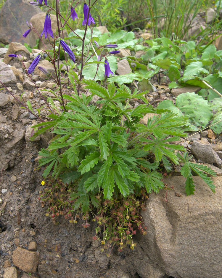 Image of Potentilla humifusa specimen.