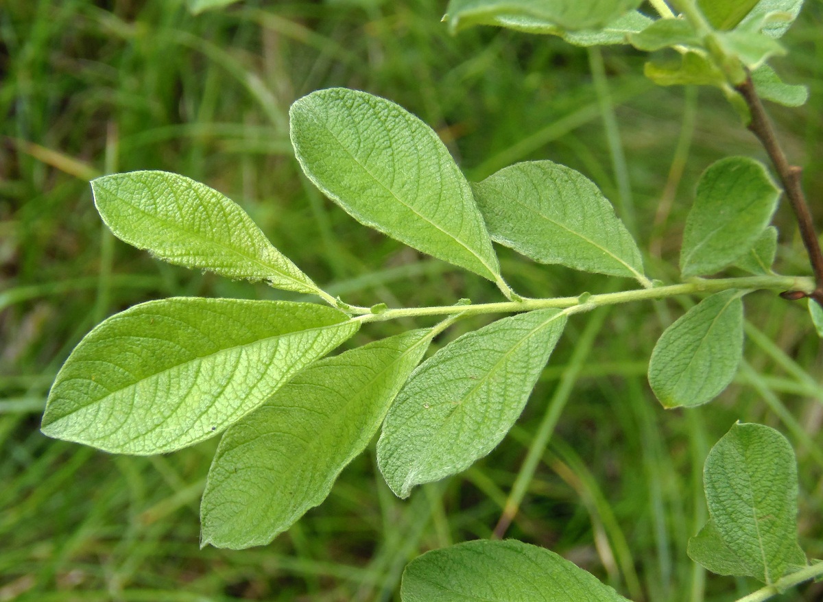 Изображение особи Salix aurita.