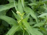 Persicaria lapathifolia