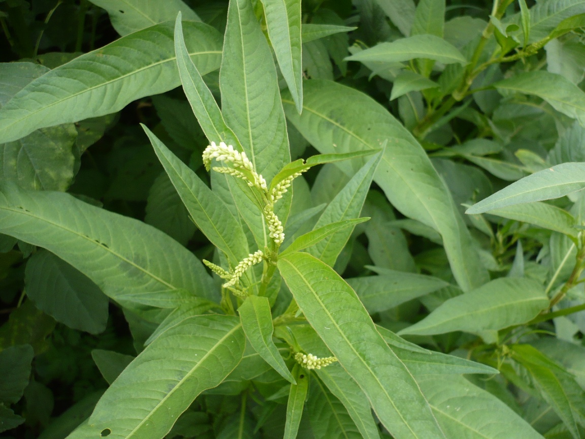 Image of Persicaria lapathifolia specimen.