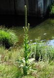 Verbascum thapsus