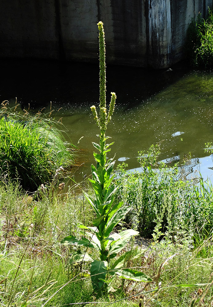 Image of Verbascum thapsus specimen.