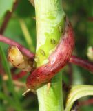 Cuscuta lupuliformis