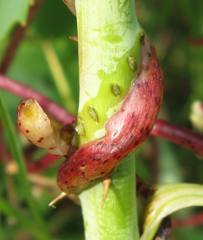 Image of Cuscuta lupuliformis specimen.