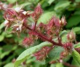 Rubus phoenicolasius. Соцветие. Германия, г. Дюссельдорф, Ботанический сад университета 03.06.2014.