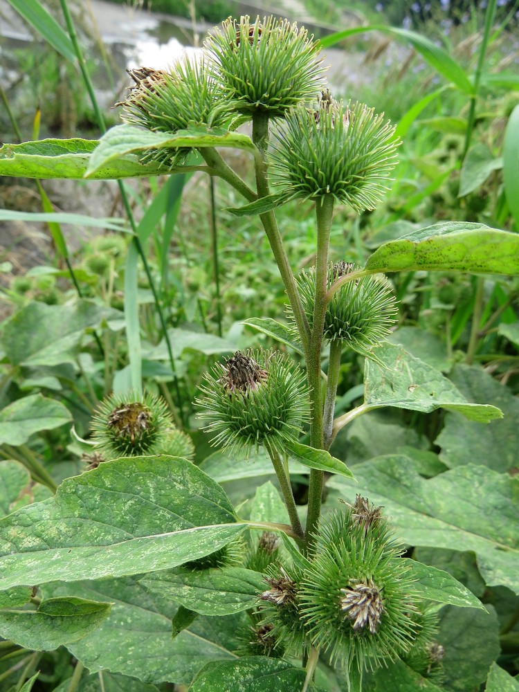 Изображение особи Arctium lappa.