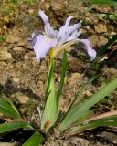 Iris douglasiana