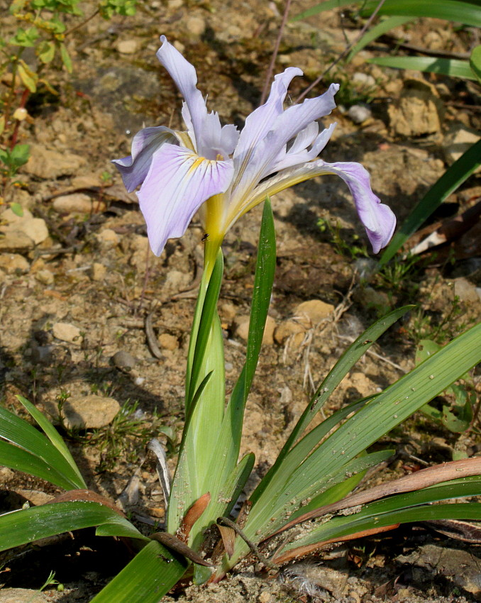 Изображение особи Iris douglasiana.