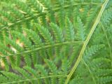 Athyrium filix-femina