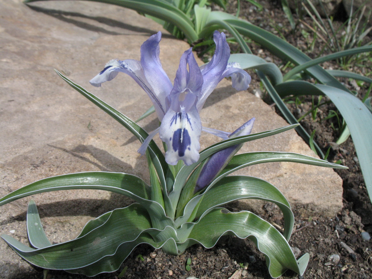 Image of Juno kuschakewiczii specimen.