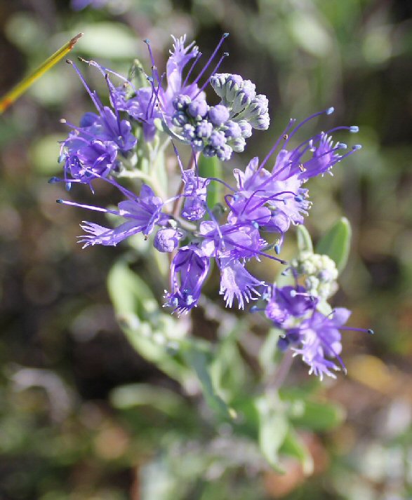 Image of Caryopteris mongholica specimen.