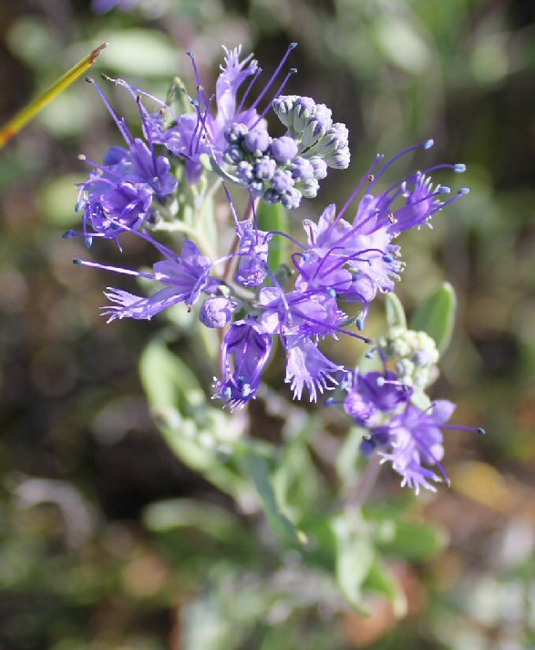 Изображение особи Caryopteris mongholica.