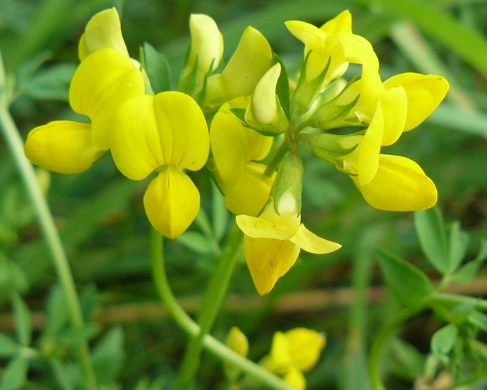 Изображение особи Lotus corniculatus.