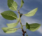 Prunus insititia variety juliana. Побег (у листьев видна их нижняя сторона). Германия, г. Дюссельдорф, Ботанический сад университета. 05.09.2014.
