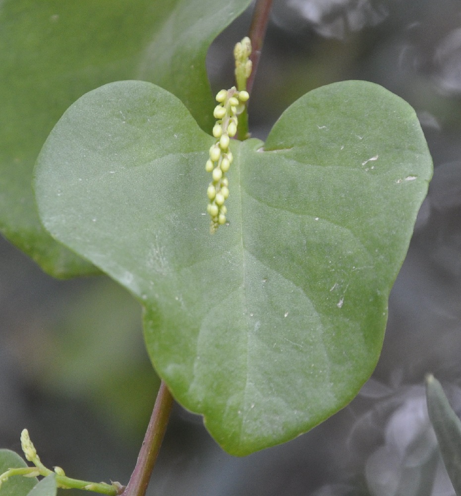 Image of Anredera cordifolia specimen.