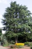 Cedrus deodara. Взрослое растение. Германия, г. Крефельд, Ботанический сад. 06.09.2014.
