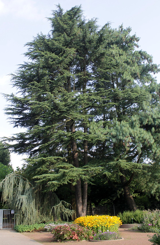 Image of Cedrus deodara specimen.