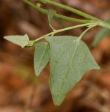 Atriplex davisii