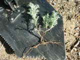 Artemisia austriaca