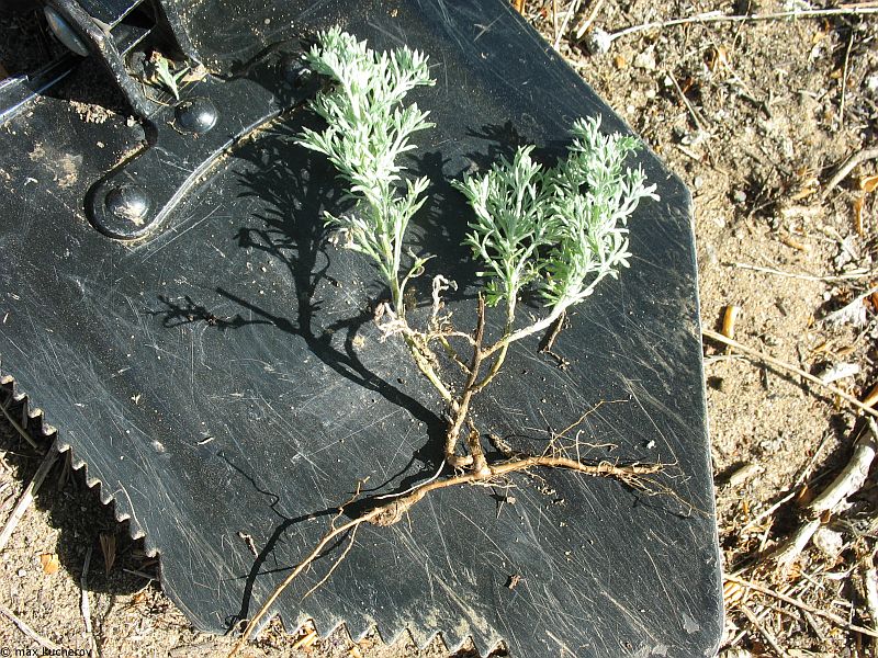 Изображение особи Artemisia austriaca.