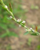 Polygonum aviculare