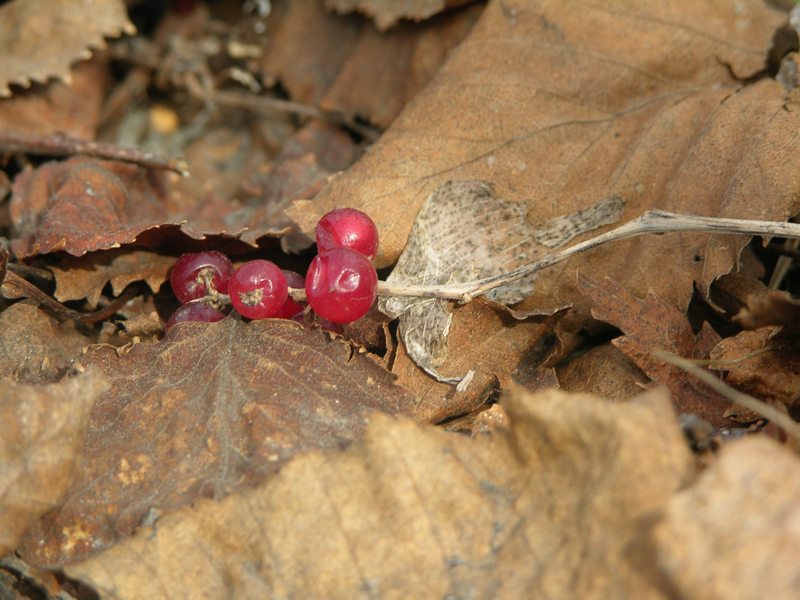 Image of Maianthemum dilatatum specimen.
