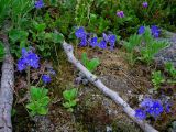 Veronica grandiflora