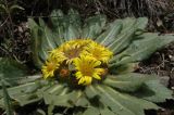 Inula rhizocephala