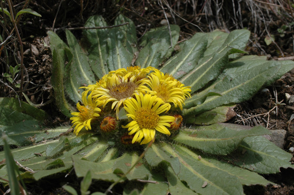 Изображение особи Inula rhizocephala.