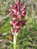 Anacamptis coriophora