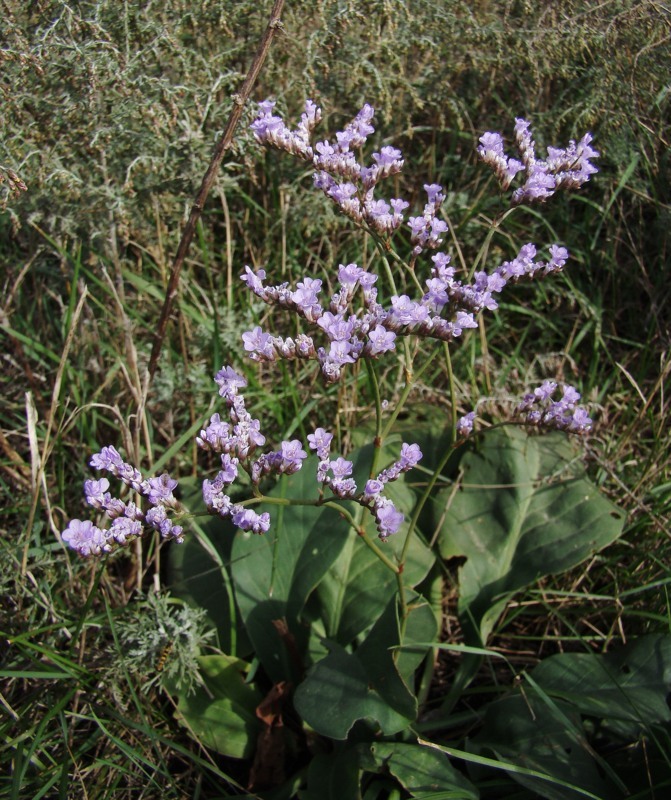 Изображение особи Limonium scoparium.
