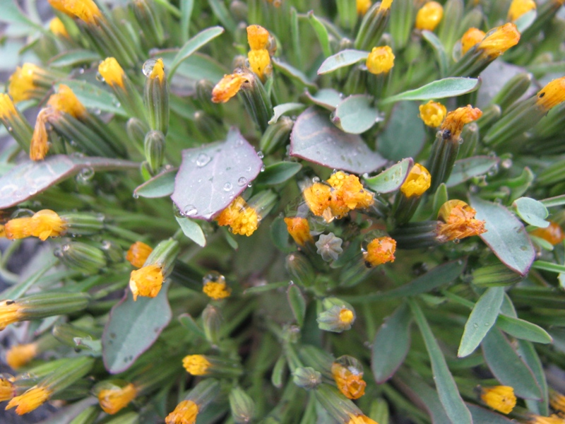 Image of Crepis nana specimen.