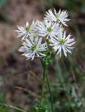 Thalictrum petaloideum