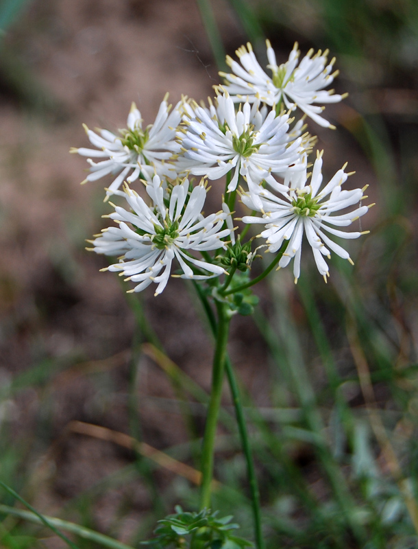 Изображение особи Thalictrum petaloideum.