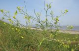 Sisymbrium altissimum