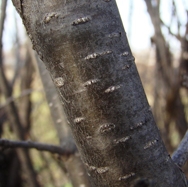 Image of Rhamnus cathartica specimen.