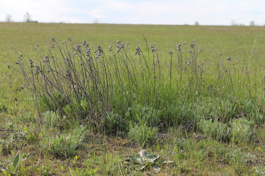 Изображение особи Helichrysum arenarium.