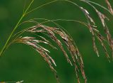 Deschampsia cespitosa. Соцветие. Московская обл., Раменский р-н, окр. ж.-д. платформы Хрипань, просека под ЛЭП. 19.06.2015.