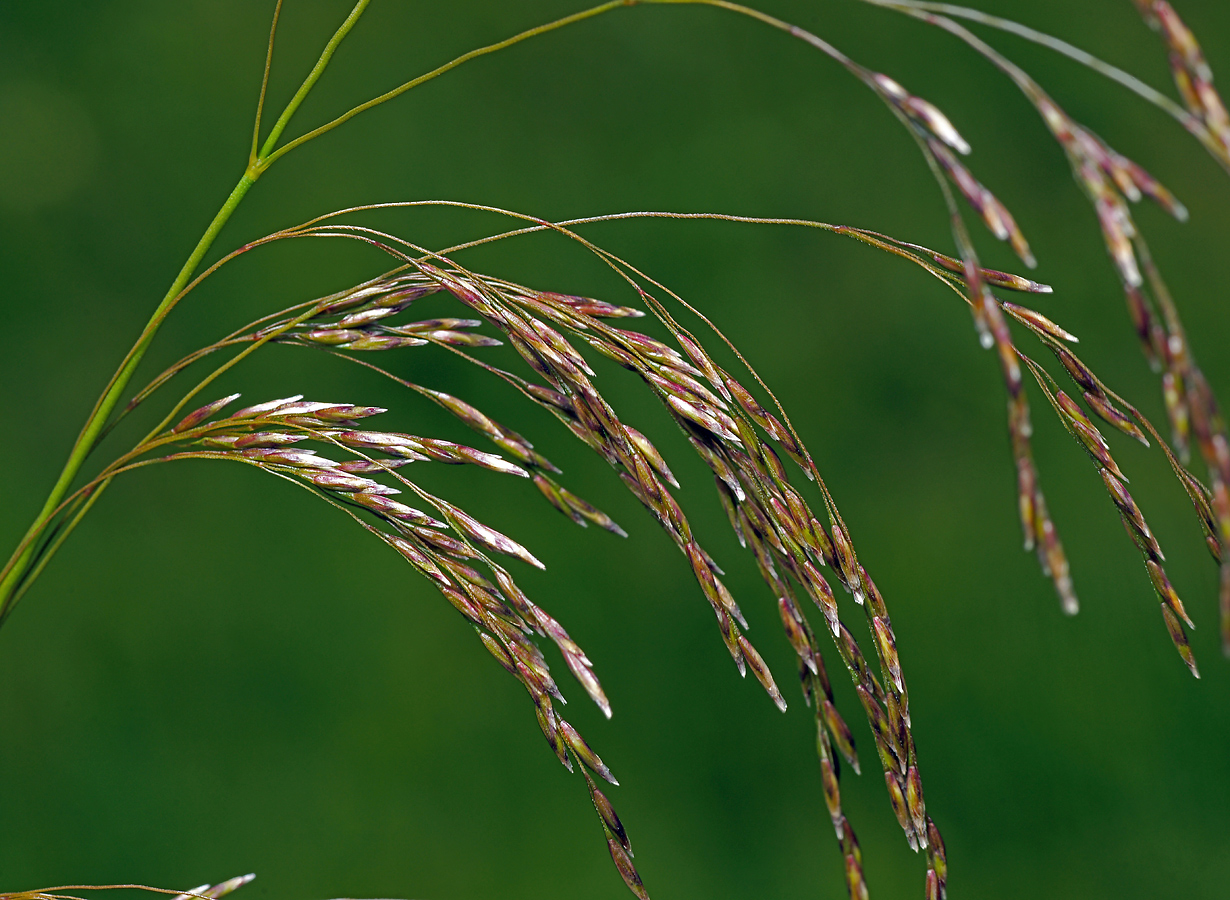 Изображение особи Deschampsia cespitosa.