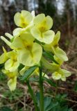 Corydalis bombylina. Соцветие. Красноярский край, Ермаковский р-н, окр. пос. Танзыбей, долина р. Танзыбей, черневой осинник. 03.05.2009.