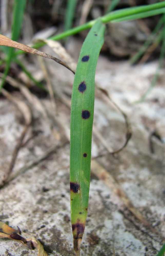 Image of Dianthus caucaseus specimen.