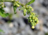 Blumea lacera. Верхушка побега с соцветиями. Андаманские острова, остров Лонг, в поселке у дороги. 06.01.2015.