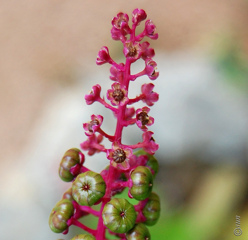 Image of Phytolacca americana specimen.