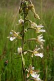 Epipactis palustris