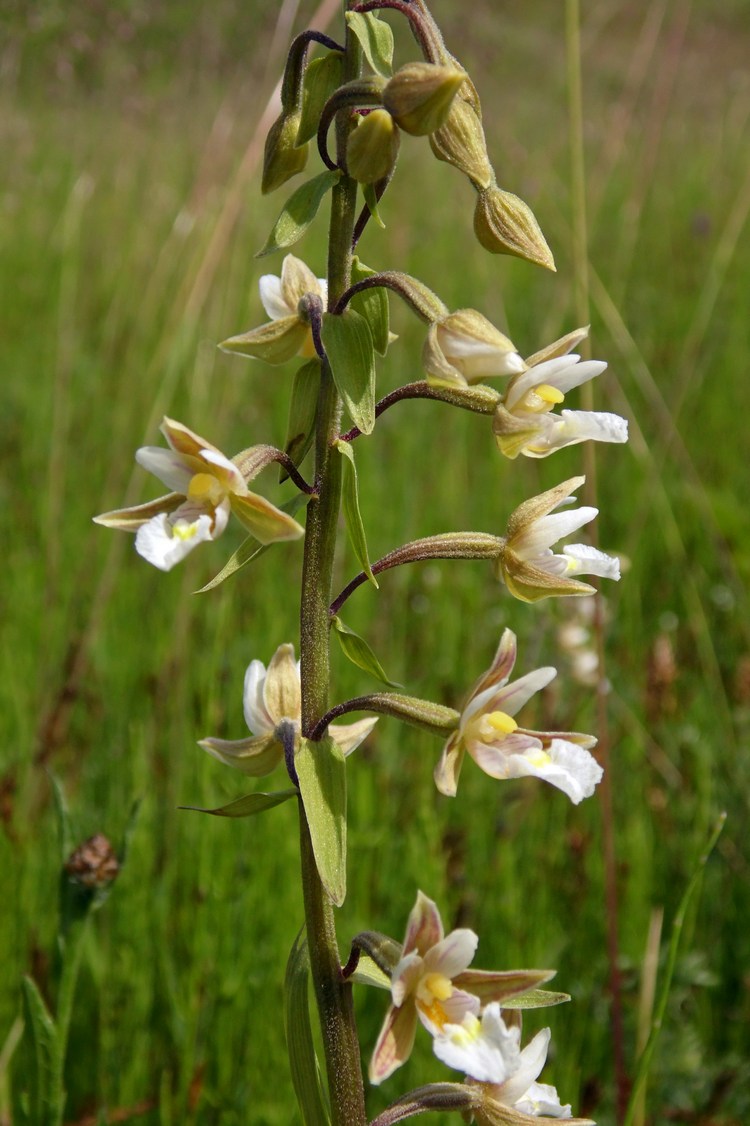 Изображение особи Epipactis palustris.