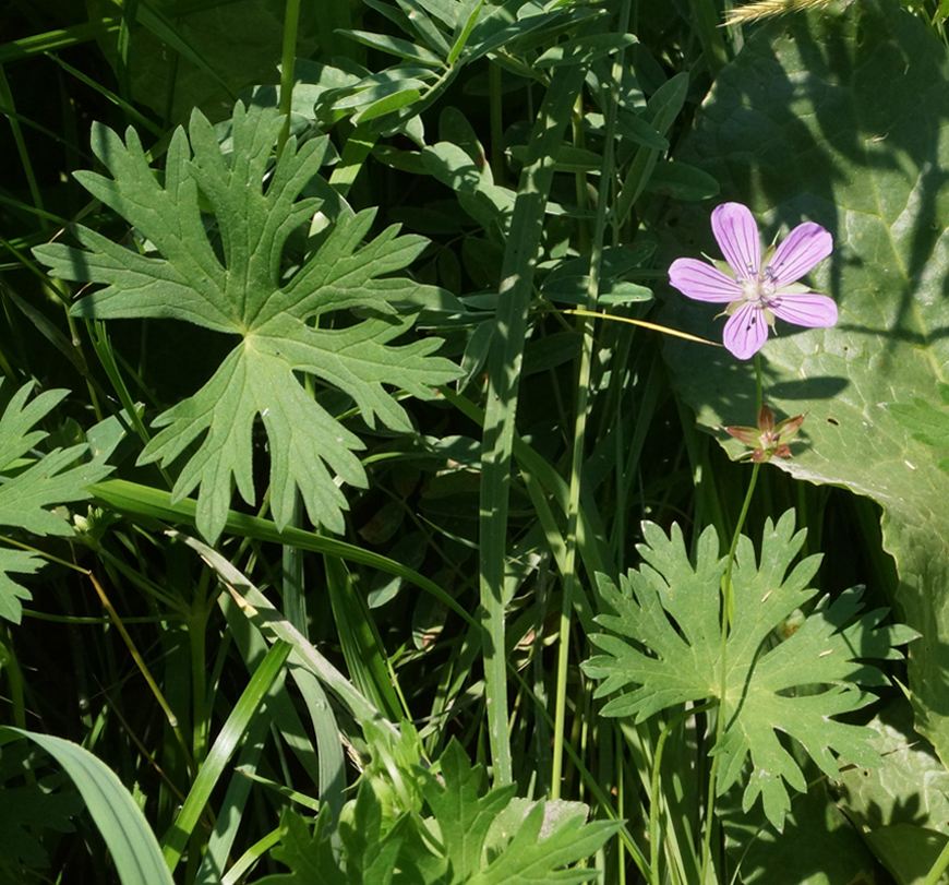 Image of Geranium collinum specimen.