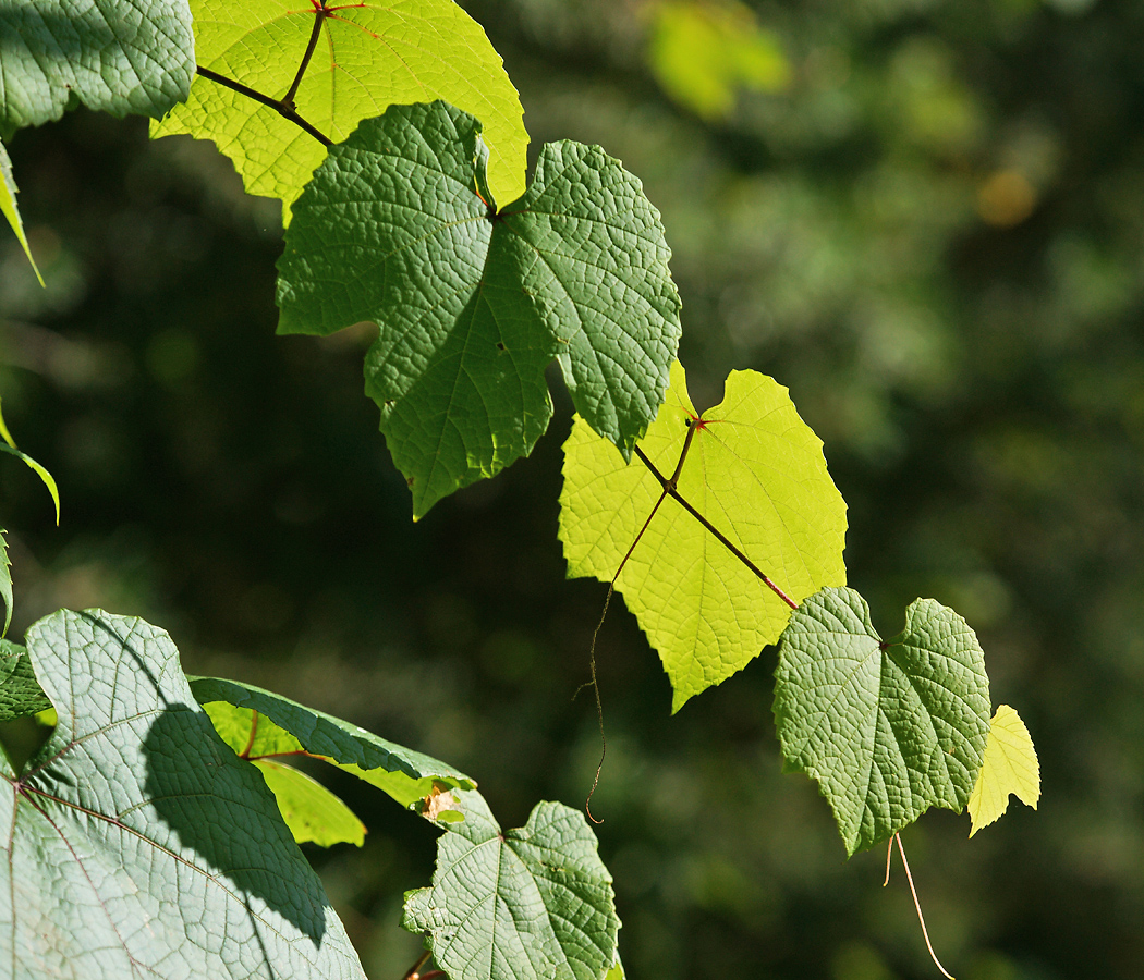 Изображение особи род Vitis.