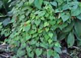 Ipomoea hederifolia. Побеги цветущего растения. Андаманские острова, остров Хейвлок, в поселке у дороги. 01.01.2015.
