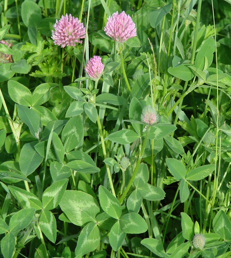 Изображение особи Trifolium pratense.